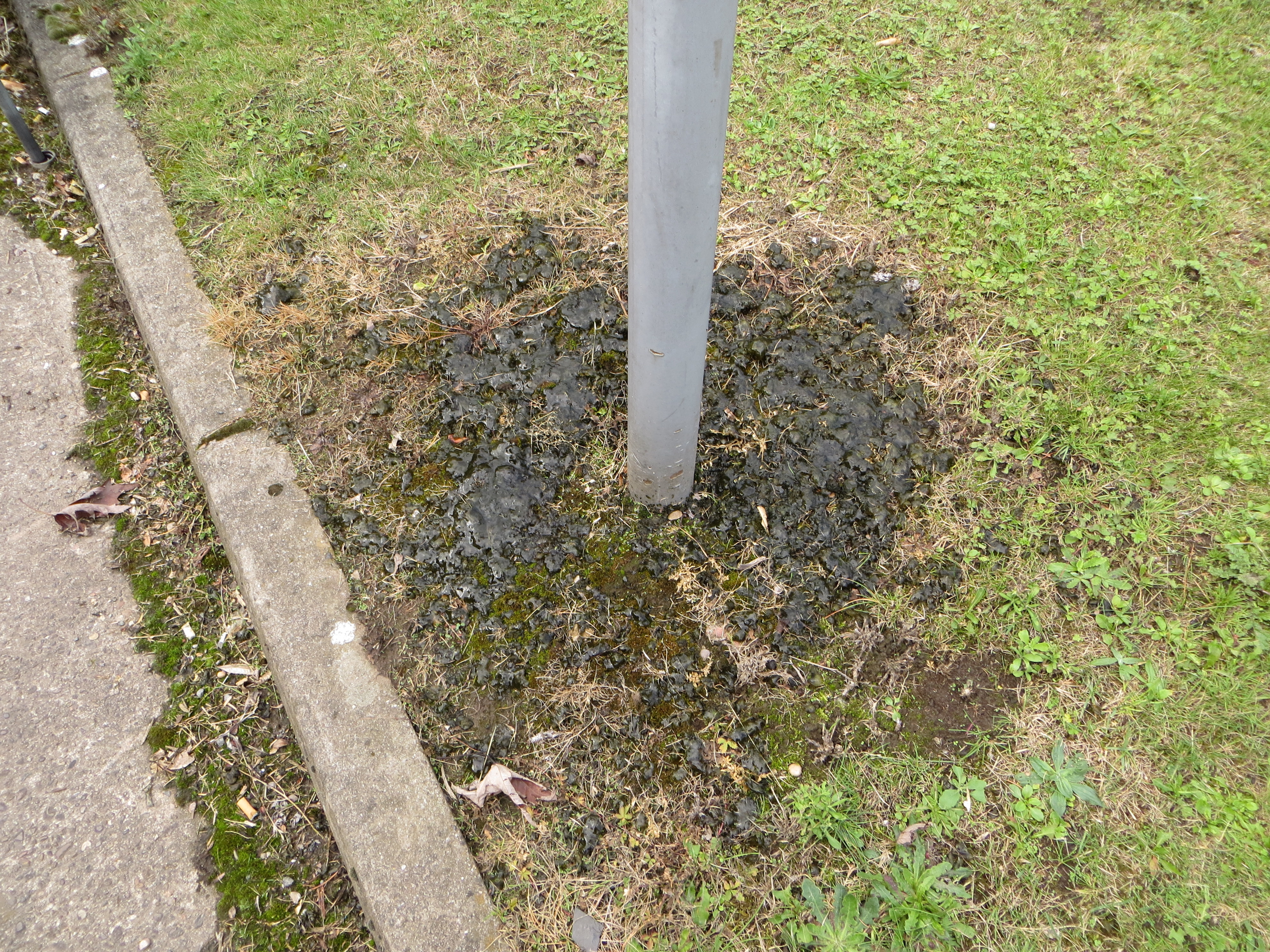 Compacted soil around a pole with Nostoc.